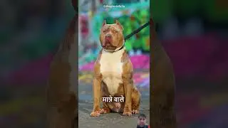 Top 5 Best Beast Dog Breed😱