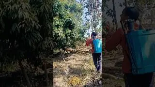 Viral Mama Ko Pichkari#shorts #youtubeshorts #thesck07 #viralmama #viralmamakopichkari #comedymama