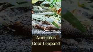 Ancistrus Gold Leopard