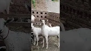 #goat #pets #goatfarming #funny #life #vet #ai