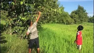 Shooting Bird by Using Slingshots - Shooting the Bird at Countryside in Cambodia