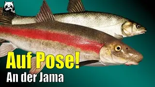 Russian Fishing 4 - Jama - Langnasen Saugd&ouml;bel, Ugui und Regenbogenstint auf Pose #rf4