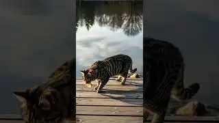 Genius Cat uses BREAD as FISHING BAIT! 🎣🍞 Watch this clever catch #cats #fishing #viral