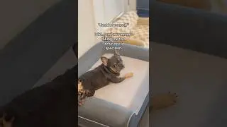 That didn&rsquo;t work so well 🥴 #dogshorts #frenchbulldog #dogsofyoutube