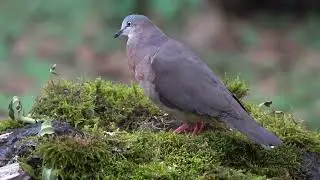 Tolima dove, Leptotila conoveri, Endemic Bird Colombia, Birding Andes