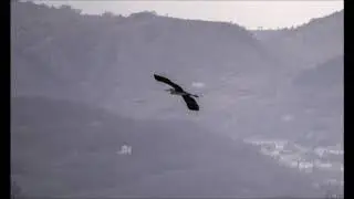 AIRONI CENERINI A BOJANO