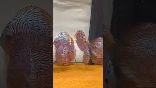 Amazing Tiger Turquoise  Discus Fish