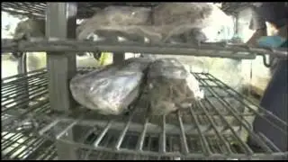Tuna Processing &ndash; Bumble Bee Seafoods