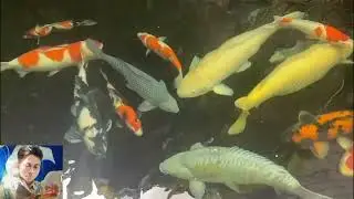 THE HISTORY OF THE CREATION OF KOI FISH