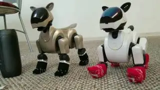 Aibo Dancer vs Disco
