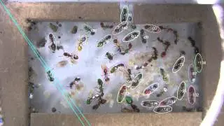 Ant Tracking: baseline 10 samples/gapsize with IVA method