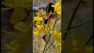 Tarantula Hawk: Teacher of Boundaries
