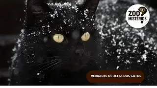 VERDADES OCULTAS DOS GATOS
