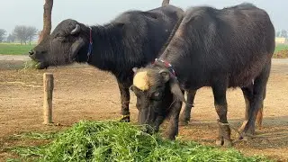 پیورنیلی کی دو دوندیاں جھوٹیاں براۓفروخت22جنوری | Pure Nilli Ki Jhottian for sale in Punjab Pakistan