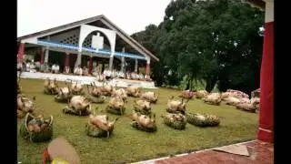 Teni Lagikula