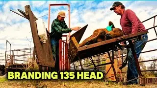 Branding Calves With Just Two Guys