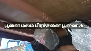 Cat poop problem| Catvlog | tamil | vinothjustice