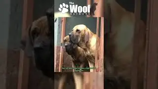 Unleashed: The Controversial Canine -The Illegal Dog Breeds You Need to Know About [Fila Brasileiro]