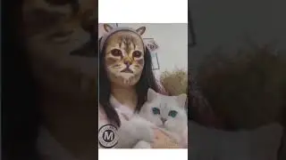 Snapchat filter driving cat into madness :3 #Shorts