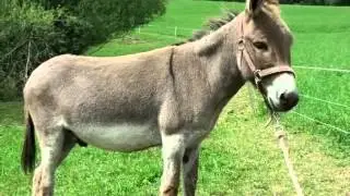 Der Hausesel + neues intro // Eselprofi