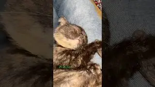 Sleeper cells #itsmesulai #funny #catvideos #cat   #funnyanimal #comedy #catfunnyvideo #shortsfeed