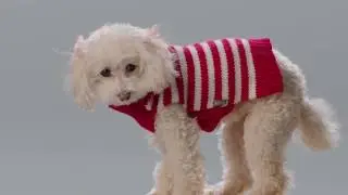 Pampered Pets