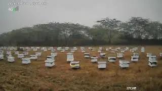 Bee camera applied #reels #video #hype #new #danger #old 