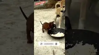 Animal behavior\A large dog is struggling to eat from a small dog funny video\A funny reaction