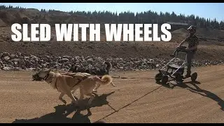 Sketchy Dog Sled with Wheels the Grizzly Ski sled pulled by Siberian Husky and Belgian Malinois mix