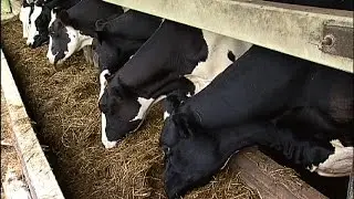 Total Mix Ration Feed for Dairy Cows