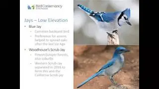 Corvids 101 Webinar