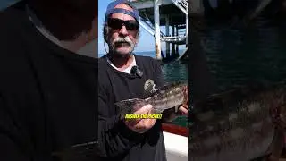 Калико-басс &mdash; моя любимая рыба для ловли! #calicobassfishing #calicobass #fish