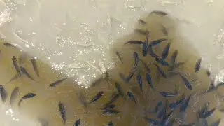 DIY FISHPOND, FARMING IS LIFE, FINGERLINGS #bfar #agriculture