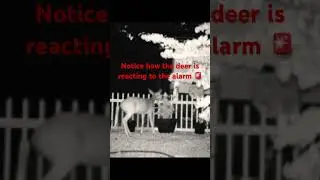 Keeps deer and other animals out of the garden, no fence required! #shortsvideo