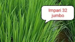 PERKEMBANGAN IMPARI 32 JUMBO UMUR 55hst DI MUSIM PENGHUJAN#petaniindonesia #penyuluhanpertanian 