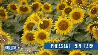 Pheasant Run Farm