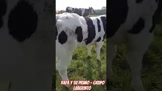 Rafa y su primo - grupo laberinto