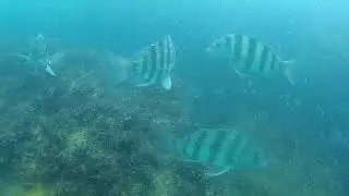 Sargos (Archosargus probatocephalus) 1