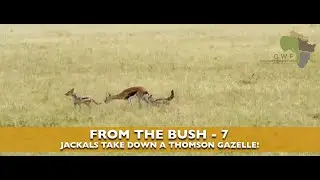 FROM THE BUSH - 7 - JACKALS TAKE DOWN A THOMSON'S GAZELLE