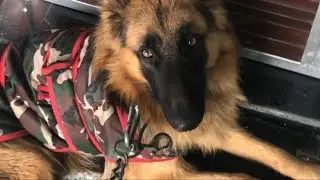 🚨 Intense German Shepherd vs. Street Dogs Encounter! | Daily Walk Gone Wrong 🐕💥