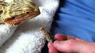 The Infamous Bearded Dragon Spike: Eating In HD