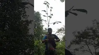 Amazing Bird Trap 🐦 || Part 6 #amazing #bird #trap #birds