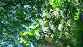 Bird cherry blooms.