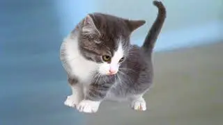 Kittymom GO!