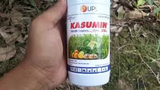#138 - Chia sẻ thuốc khuẩn Kasumin vừa rẻ,vừa dễ sử dụng