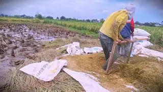 Precision Sorting: Ensuring Pure Grain for Farm Storage _FarmersLife _Shorts