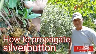 How to propagate silverbutton