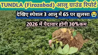 See special 3 potatoes of 65 days ll This time the yield may be very less 😭 How to protect potato...