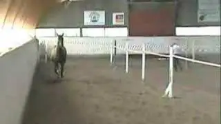 Jumping horse Fadonna