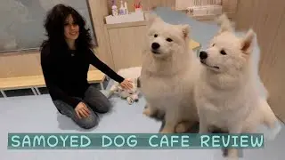Dog Cafe Review in Japan
